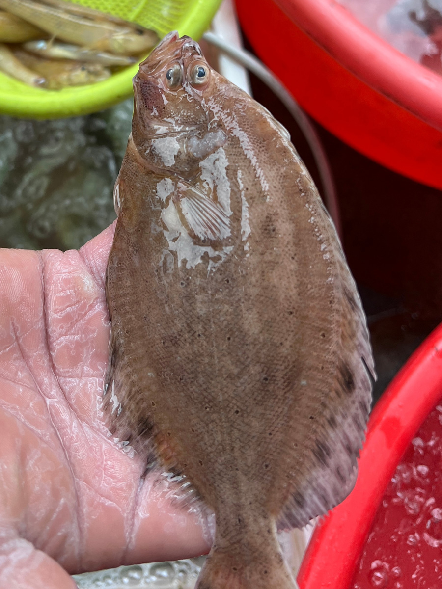 海里的比目魚(yú)